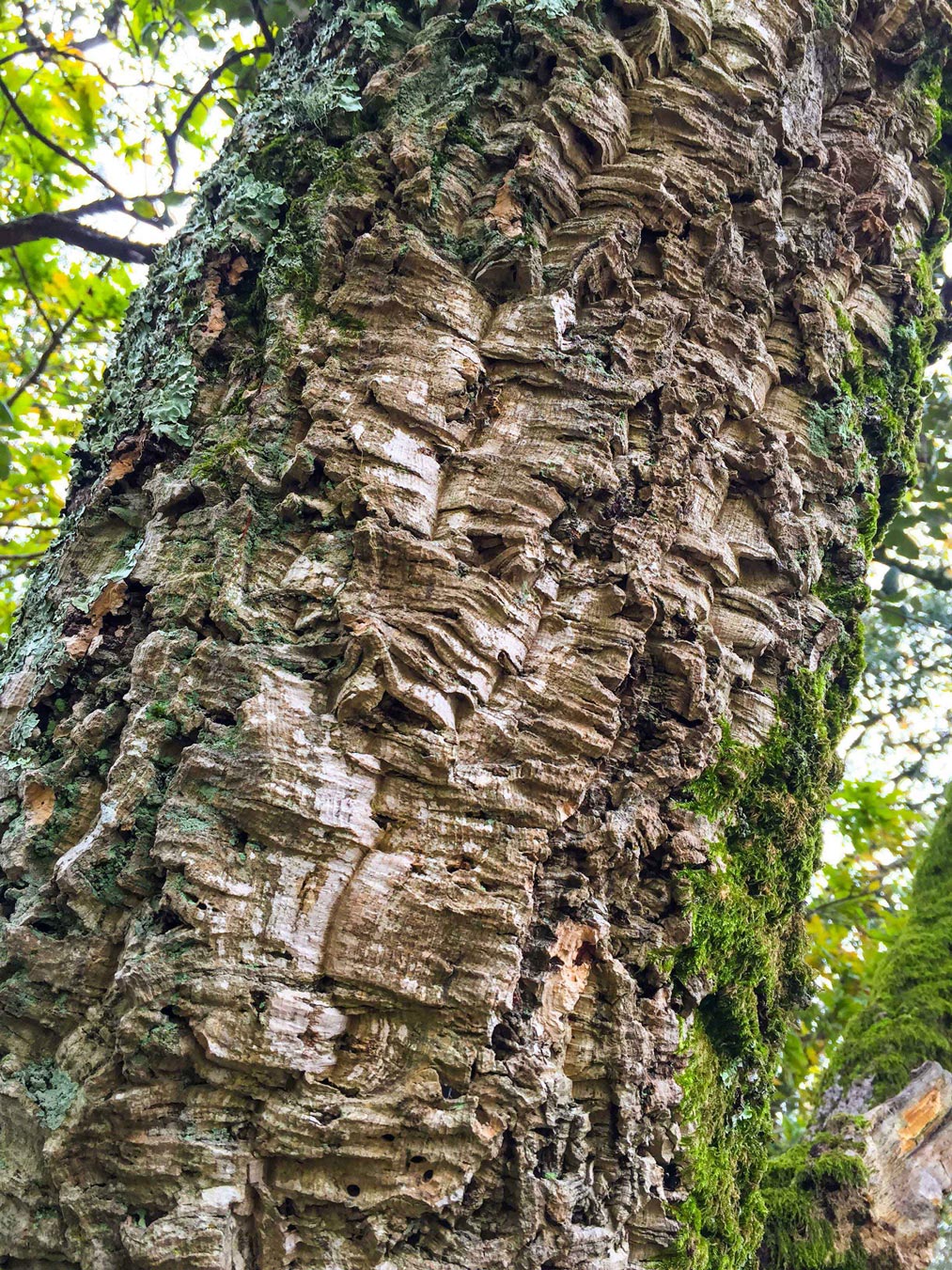 cork-tree-edit.jpg